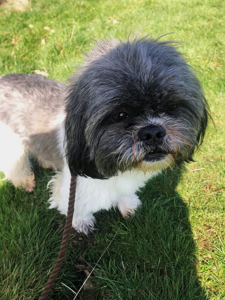 adopt a Shih Tzu – Marley - Save Our Strays