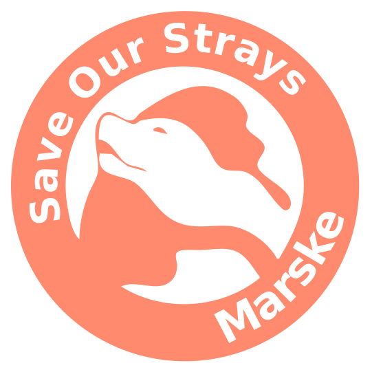 How to adopt save our strays